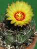 Kaktus Astrophytum Capricorne,semen