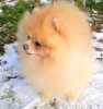 Pomeranian - krytí