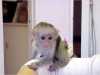 Rozkošný a perfektní Baby kapucín opice pro přijetí