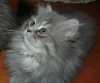 Britsko perská koťátka - ihned k od