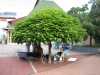 Catalpa-exotický strom sazenice
