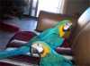 pár modrá a zlatá papoušek