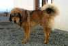Dne 8.5.2013 se v oblasti Kozích Hor (Nový Knín, Dobříš) ztratil jednoletý pes rasy Tibetská doga. Slyší na jméno Don, je zvyklý na lidi. Za informace vedoucí k nalezení bude poskytnuta finanční odměna.
Kontakt na majitele: 606 920 738 
                                     728 152 632
