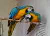 Modré a zlaté papoušek dve nádherná papoušek pripravena pro nový domov a rodinu. papoušci jsou aktuální ve všech záberu, vet zkontrolovat, ockovací látky, rodokmen, mikrocip a všechny ostatní zdravotnické dokumenty kontaktujte 