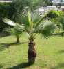 Nabízíme k prodeji sazenice Washingtonia Robusta:
Washingtonia robusta je palma, která je původem z jihozápadu USA a severního Mexika. Palma má vějířovité světle zelené listy o průměru cca 2 m, na koncích se vytváří jemná vlákna, která s přibývajícím věkem odpadají. Řapíky jsou dlouhém až 1,5 m, v horní části mají červenohnědý nádech. Mladé rostliny mají okraje řapíků s ostny, které se s věkem vytrácejí. Palma má dlouhé květenství, až tři metry, s četnými malými světle oranžovorůžovými květy. Washingtonia je předurčená svojí mrazuvzdorností do – 5 °C k pěstování ve sklenících, zimních zahradách a interiérech. V létě jí prospívá letnění na zahradě.Balení obsahuje Sazenici 1-2 první listy velikost cca 10 cm za 20,- Kč.V nabídce i 10 sazenic za zvýhodněnou cenu 150,- Kč 
Semena - neoseeds
