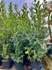 Bobkovišeň - Prunus laur.Caucasica.
Nádherná stálezelená rostlina vhodná do živých plotů. Nabízíme TOP kvalitu a narostlé. Jsou velmi silné, dosti větvené a ve velikosti 200-230cm ! Živý plot je ihned hotový. Velikost kontejneru je 40L. 