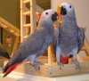 Mluvící afričtí papoušci šedí